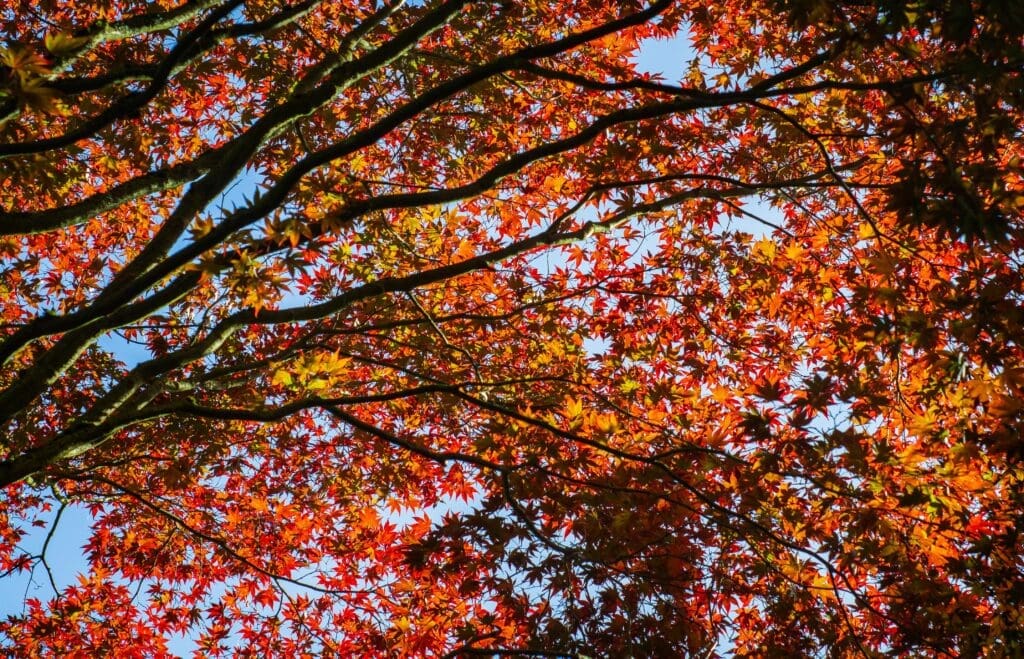 Guide Gutter Cleaning Fall Prep